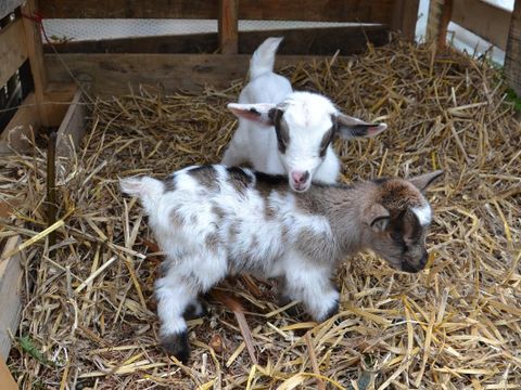 Camping Armor Loisirs - Camping Côtes-d'Armor - Image N°17