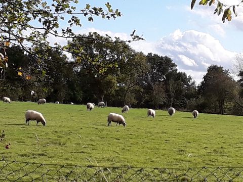 Camping le Picard - Camping Calvados - Image N°14