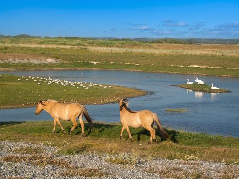 Camping La Prairie  - Camping Somme - Image N°24