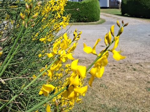 Camping Le Clos Des Genêts - Camping Somme - Image N°35