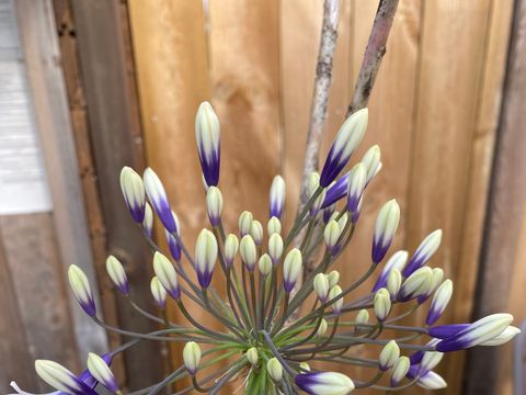 Camping Le Clos Des Genêts - Camping Somme - Image N°26