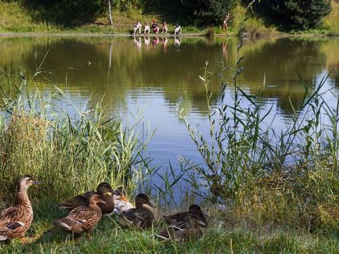 Camping Ferme de la Hooghe Moote - Camping Nord - Image N°9