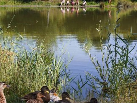 Camping Ferme de la Hooghe Moote - Camping Nord - Image N°15
