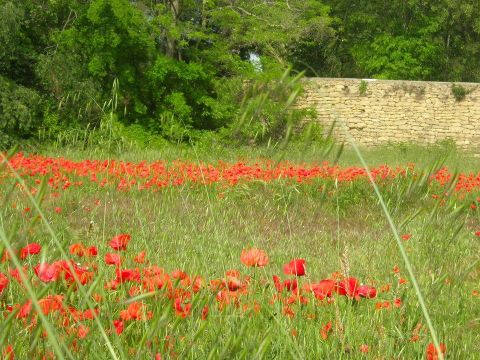 Camping Les Hauts d'Albas - Camping Lot - Image N°24