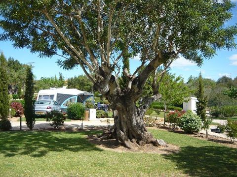 Camping L'Orangeraie - Camping Paradis - Camping Castellón - Image N°19