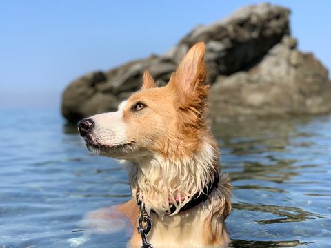 Camping Miramare Village - Camping Livourne - Image N°11