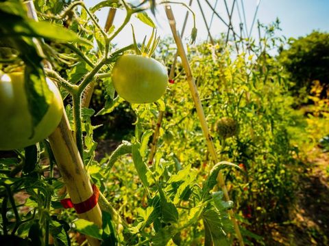 Camping Sites et Paysages - La Pinède - Camping Aude - Image N°36