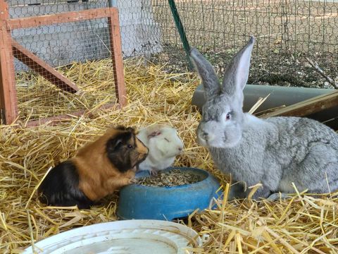 Camping le Domaine Du Bois Coquet - Camping Dordogne - Image N°50