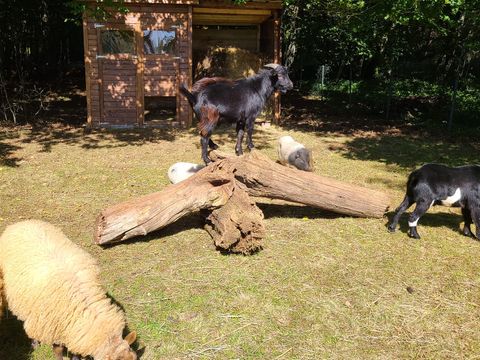 Camping le Domaine Du Bois Coquet - Camping Dordogne - Image N°34