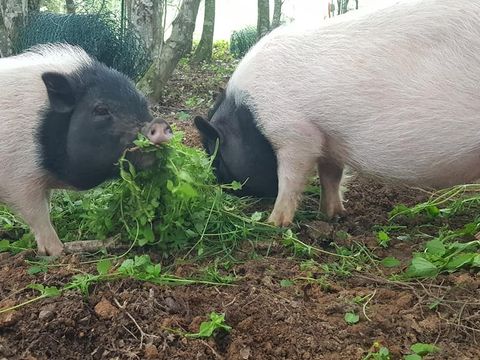 Camping le Domaine Du Bois Coquet - Camping Dordogne - Image N°42