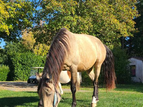 Camping le Domaine Du Bois Coquet - Camping Dordogne - Image N°52