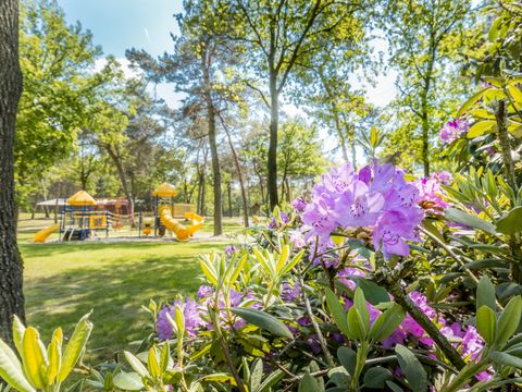 Vakantiepark de Bergen - Camping Sint Anthonis - Image N°96