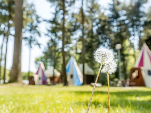 Vakantiepark de Bergen - Camping Sint Anthonis - Image N°79