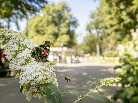 Vakantiepark de Bergen - Camping Sint Anthonis - Image N°49