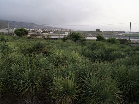 Camping Invernaderito - Camping Iles Canaries - Image N°4