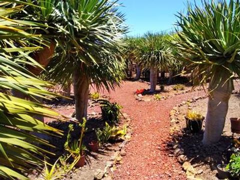 Camping Invernaderito - Camping Iles Canaries - Image N°3
