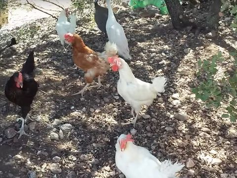 Camping El Cantonet - Camping Jaén - Image N°8