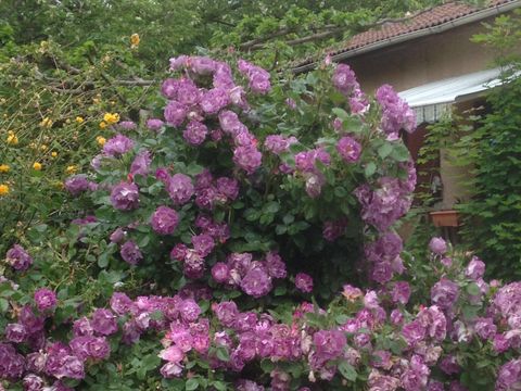 Camping les Acacias  - Camping Ardèche - Image N°40