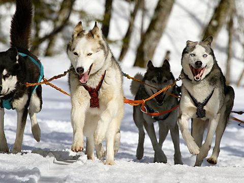 Résidence Privilège - Vacancéole - Camping Hautes-Pyrénées - Image N°4