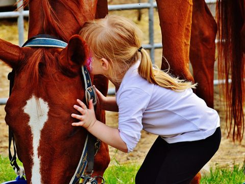 Le Village de Cottages Pôle du Cheval et de l'Ane - Camping Cher - Image N°12