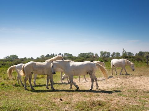 SOWELL - Résidence Les Mazets  - Camping Bouches-du-Rhône - Image N°29