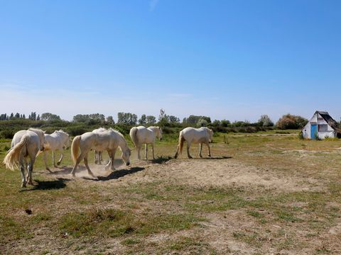 SOWELL - Résidence Les Mazets  - Camping Bouches-du-Rhône - Image N°28