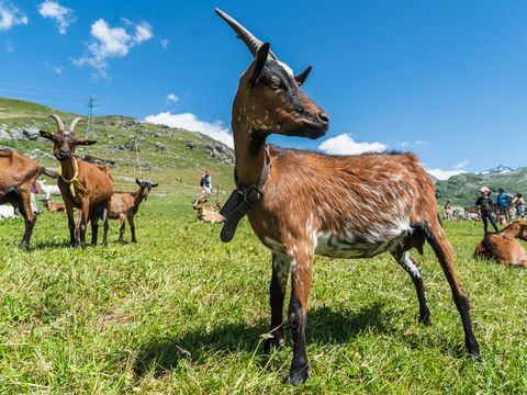 SOWELL - Résidence  Le Crêt Voland - Les Ménuires - Camping Savoie - Image N°29