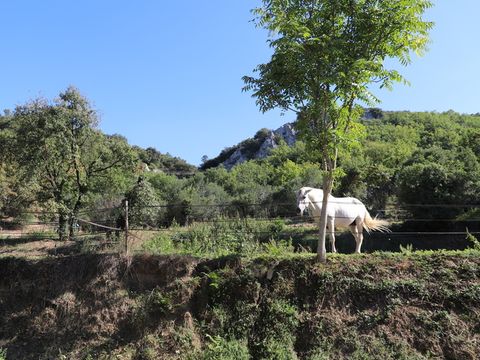 SOWELL - Family Le Vallon - Camping Ardèche - Image N°20