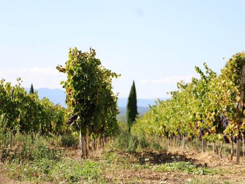 SOWELL - Family Le Vallon - Camping Ardèche - Image N°19