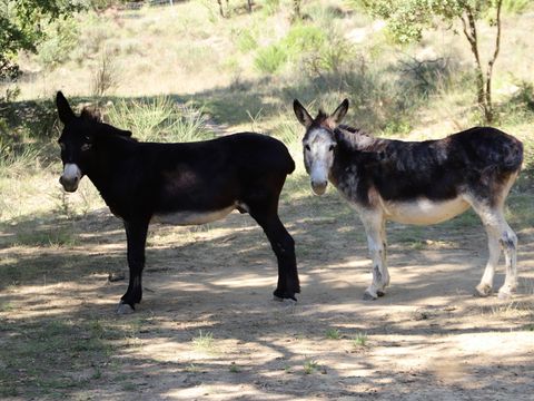 SOWELL - Family Le Vallon - Camping Ardèche - Image N°21