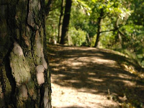 Camping de Haer - Camping Dinkelland - Image N°23