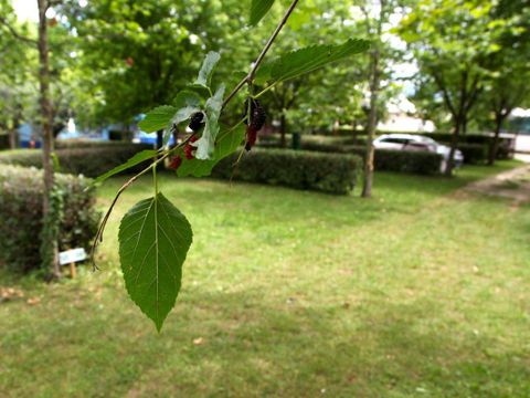 Emplacement - Pitch A (only camper van) + 6 amp electricity + water point, 60m2
