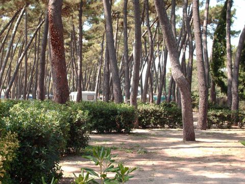 Emplacement - Standard pineta/quercia