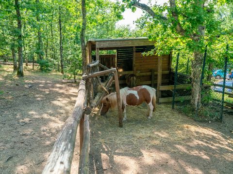 Chianti Glamping Resort - Camping Arezzo - Image N°9