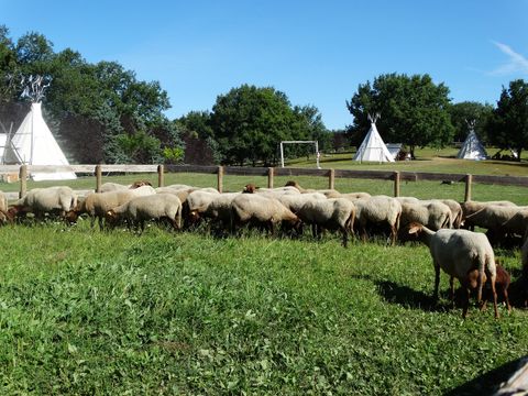 Camping Roussel - Camping Tarn-et-Garonne - Image N°6