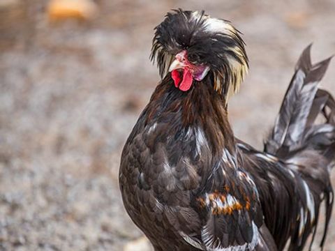 Fram Camping Lou Pignada - Camping Landes - Image N°29