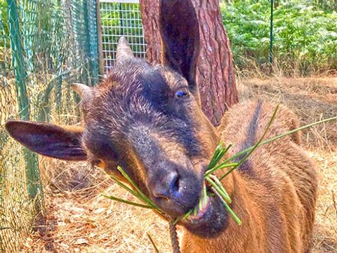 Fram Camping Lou Pignada - Camping Landes - Image N°30