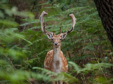 Center Parcs - Domaine Le Bois aux Daims - Camping Vienne - Image N°6