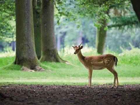 Center Parcs - Domaine Le Bois aux Daims - Camping Vienne - Image N°7