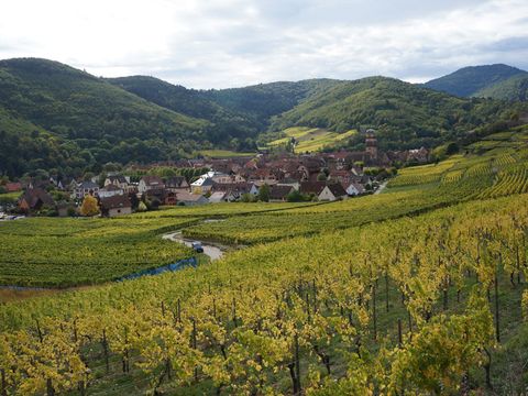 Camping Coeur d'Alsace - Camping Bas-Rhin - Image N°4