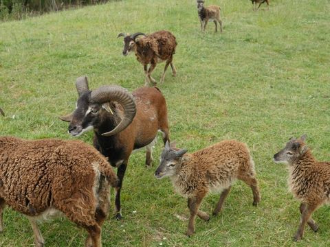 Camping Paradis Le Royon - Camping Somme - Image N°24