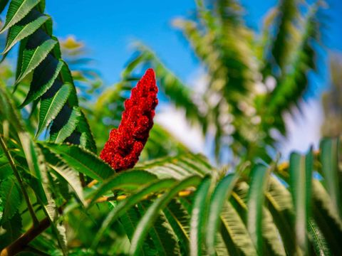 Camping D'auberoche - Camping Dordogne - Image N°32