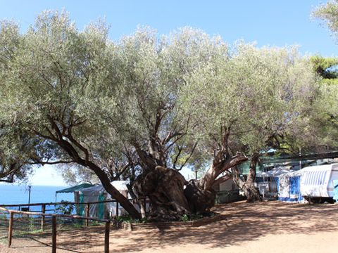 Emplacement - caravane ou camping car