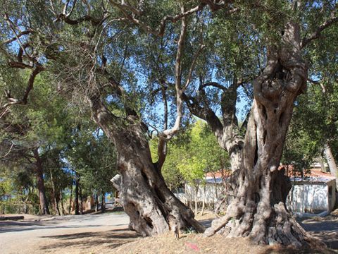 Villaggio Costa del mito - Camping Salerne - Image N°33