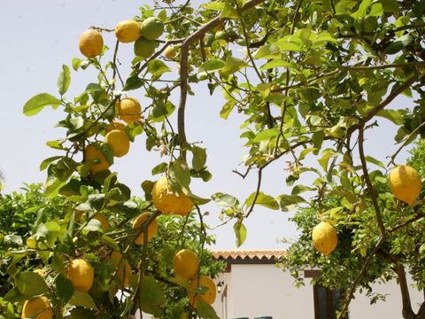 Agriturismo Terra dei Limoni - Camping Syracuse - Image N°4