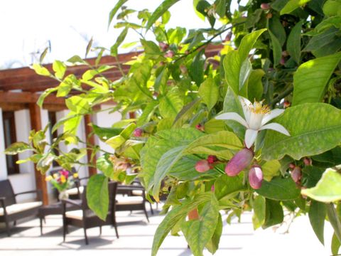 Agriturismo Terra dei Limoni - Camping Syracuse - Image N°9