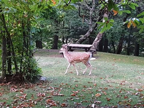 BUNGALOW 4 personnes - Bungalow 4 personnes