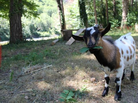 Camping Le Taranis - Camping Aveyron - Image N°47