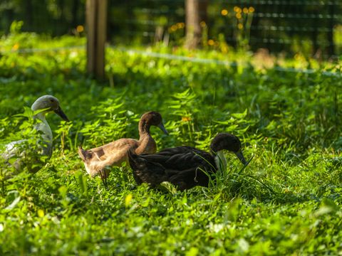 Forest Camping Mozirje - Camping Slovenie - Image N°44