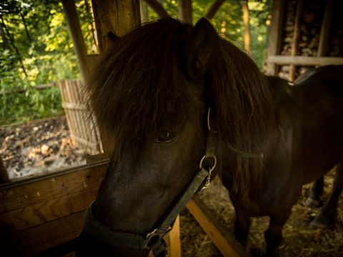 Forest Camping Mozirje - Camping Slovenie - Image N°42